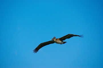 lonely pelican silhouette in the clouds of the Cuban sky