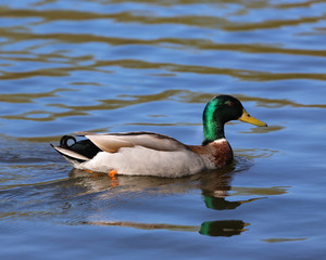 Duck swimming in a pond