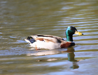 Duck swimming in a pond