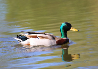 Duck swimming in a pond