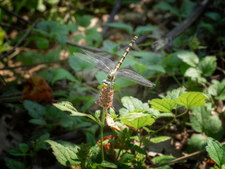Onychogomphus uncatus aka the large pincertail or blue-eyed hook-tailed dragonfly.