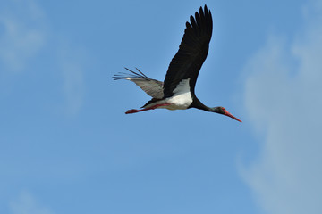 black stork flying in the sky  close up 