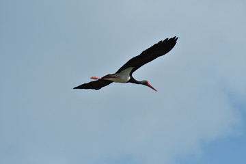 Fototapeta na wymiar black stork flying in the sky close up 