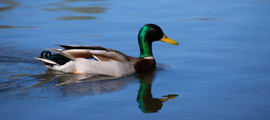 Duck swimming in a pond