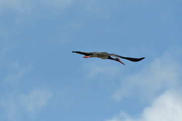 black stork flying in the sky  close up 
