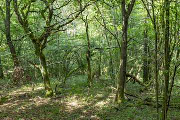 Fototapeta na wymiar small path in the forest in Sankt Wendel