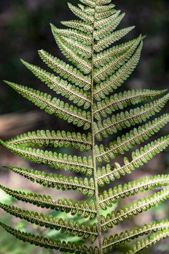 detail of green fern plant
