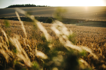 Reifes Weizenfeld in der Abendsonne