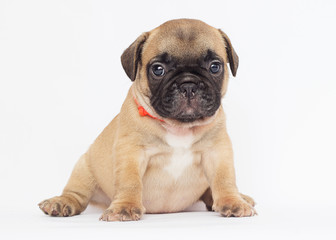 French Bulldog puppy on a white background