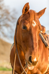Obraz premium American Quarter Horse in Field