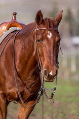 Fototapeta premium American Quarter Horse in Field