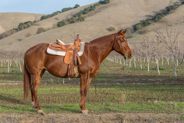 Obraz premium American Quarter Horse in Field