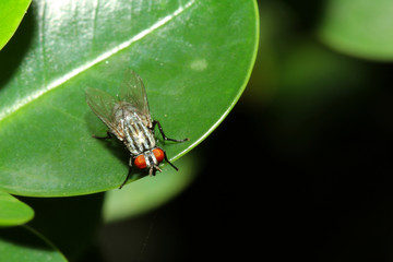 close up fly on green leaf