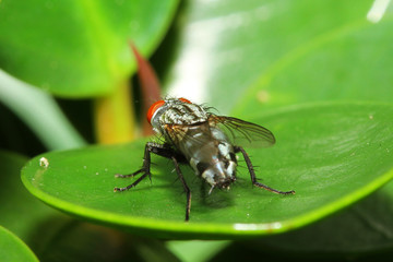 close up fly on green leaf