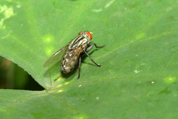 close up fly on green leaf