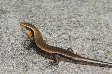 skink on floor in thailand