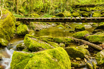 Hiking in the wilderness (Garrotxa Province, Catalonia, Spain) © zkcristian