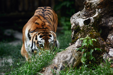 Fototapeta premium Siberian tiger (Panthera tigris altaica), also known as the Amur tiger.