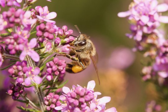 African Honey Bee collecting pollin from tiny blue flowers