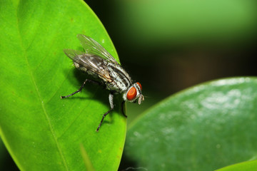 close up fly on green leaf