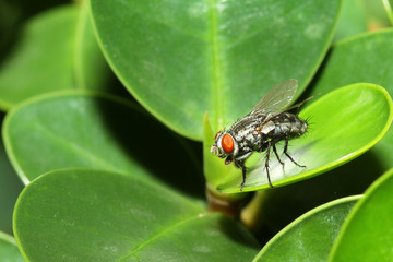 close up fly on green leaf