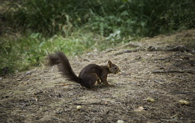 Squirrel in forest