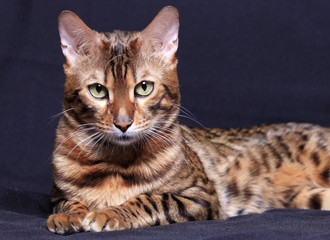 Obraz premium Beautiful Bengal cat