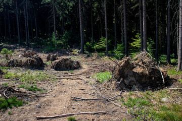 Sturmschäden Update über Tanzplan am 20.07.2018