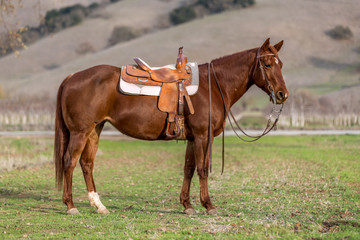 Naklejka na ściany i meble American Quarter Horse in Field