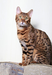 Obraz premium Portret kota bengalskiego na jasnym tle