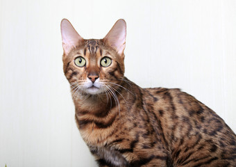 Portrait of a Bengal cat on a light background