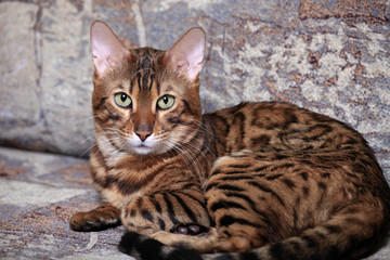 Portrait of a beautiful Bengal cat