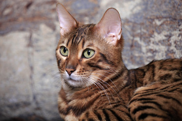 Beautiful Bengal cat