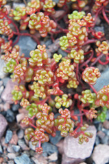 Sedum oreganum green and red succulent plant