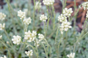 Pussytoes or white antennaria dioica plant