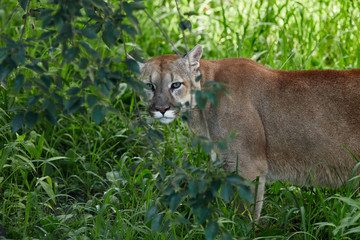 Portrait of Beautiful Puma. Cougar, mountain lion, puma, panther, striking pose, scene in the woods, wildlife America