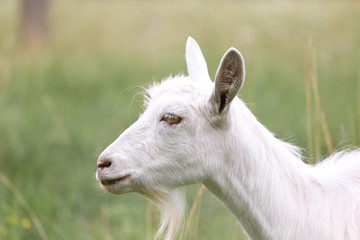 Young white goat grazing on a spring meadow.