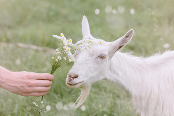 Obraz premium Young white goat grazing on a spring meadow.