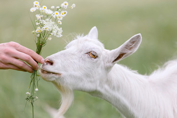 Obraz premium Young white goat grazing on a spring meadow.