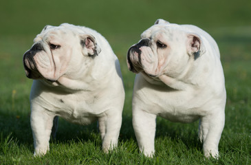 two identical looking male bulldogs
