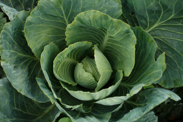 Fototapeta premium Cabbage leaf on the plantation. Close-up. View top