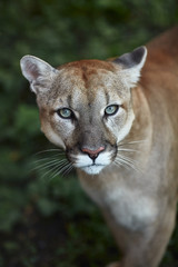 Portrait of Beautiful Puma. Cougar, mountain lion, puma, panther, striking pose, scene in the woods, wildlife America