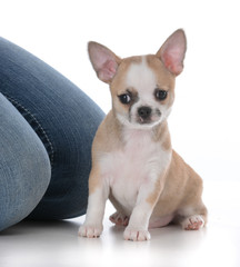 male chihuahua puppy