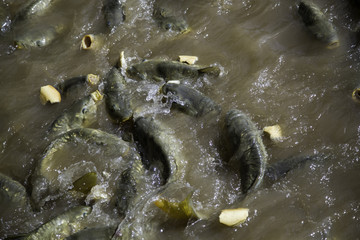 Fish carp in river