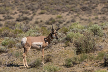 Pronghorn Antelope Buck