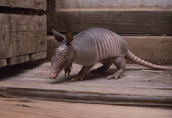 Baby armadillo in barn