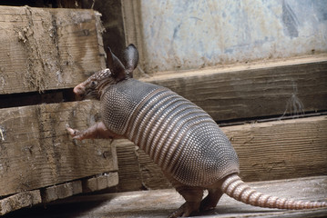 Baby armadillo