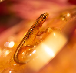 Baby newt with sparkly golden bokeh