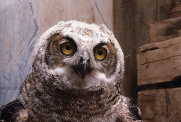 Great Horned owl face