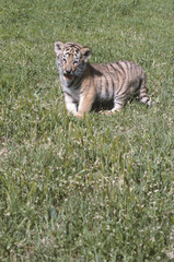 Baby tiger in grass
